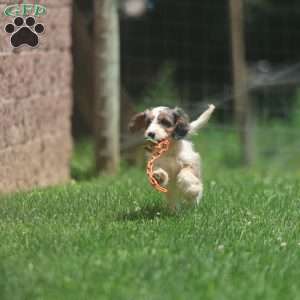 Marshmallow, Cavapoo Puppy